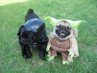 Illustration for article titled The Wonderful World Of Dog Cosplay